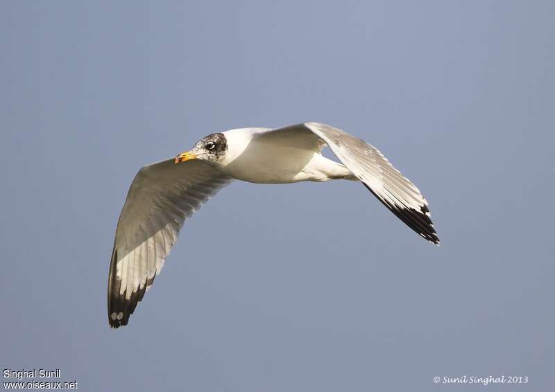 Pallas's Gulladult post breeding, pigmentation, Flight