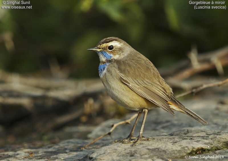 Bluethroat male adult, identification