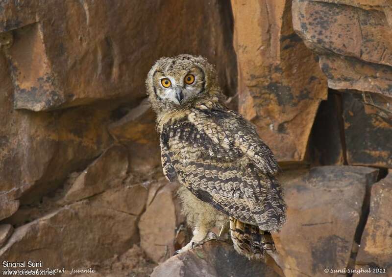 Eurasian Eagle-Owljuvenile, identification