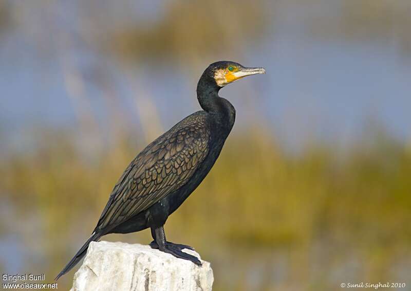 Grand Cormoranadulte, identification