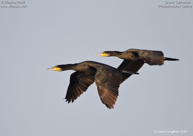 Great Cormorantadult, Flight