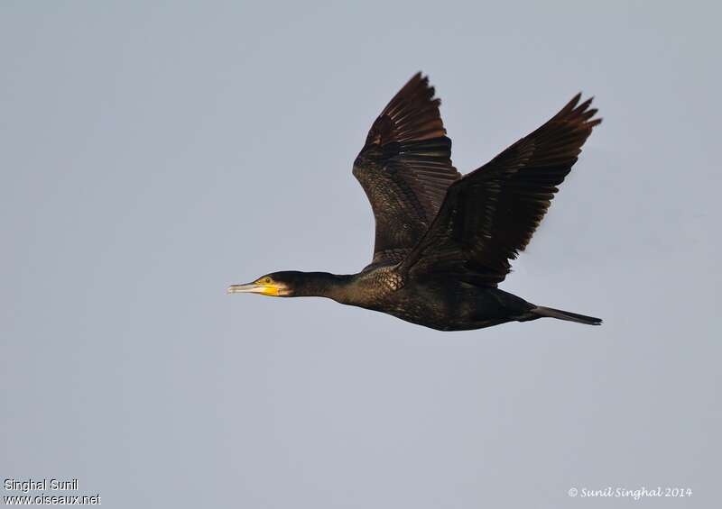 Great Cormorantadult, Flight