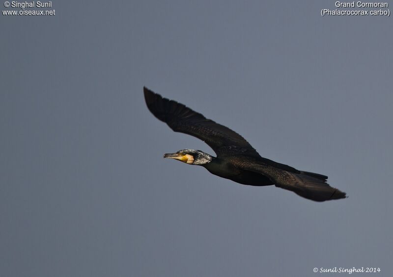 Great Cormorantadult, Flight