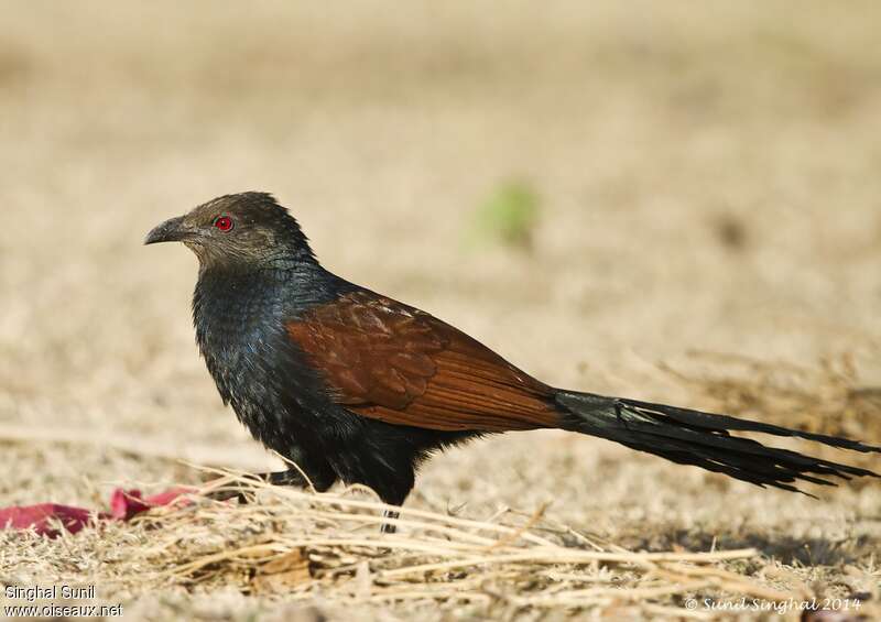 Greater Coucaladult, identification