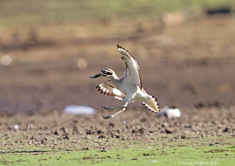 Great Stone-curlew