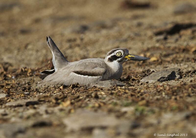 Great Stone-curlew