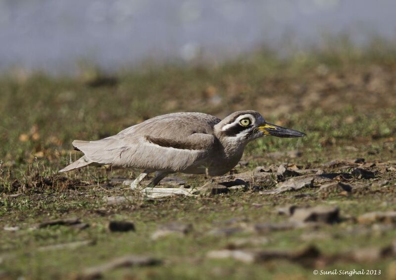 Great Stone-curlew