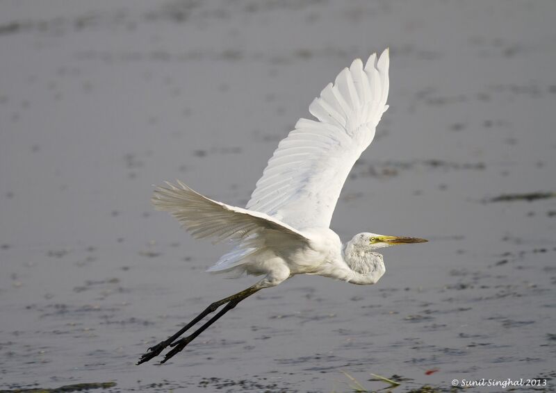 Great Egretadult, Flight