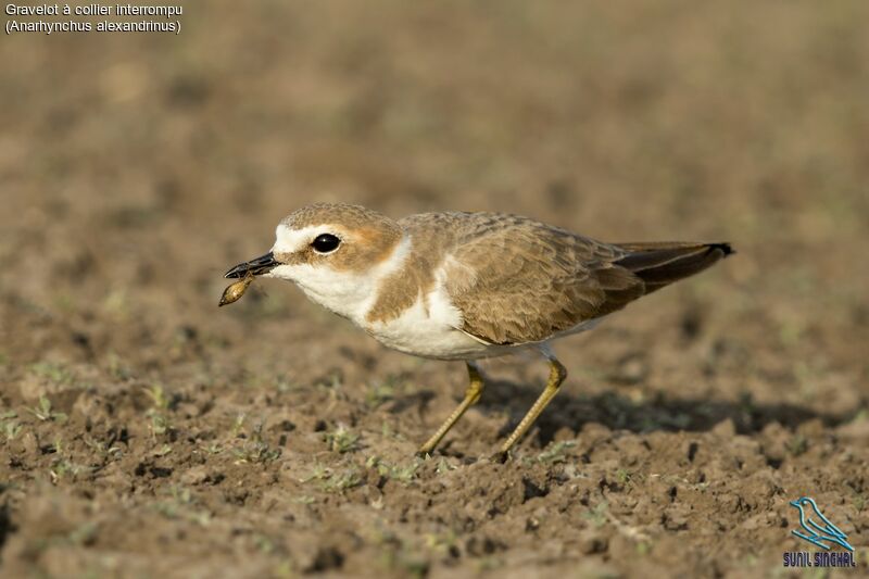 Kentish Plover, identification, eats