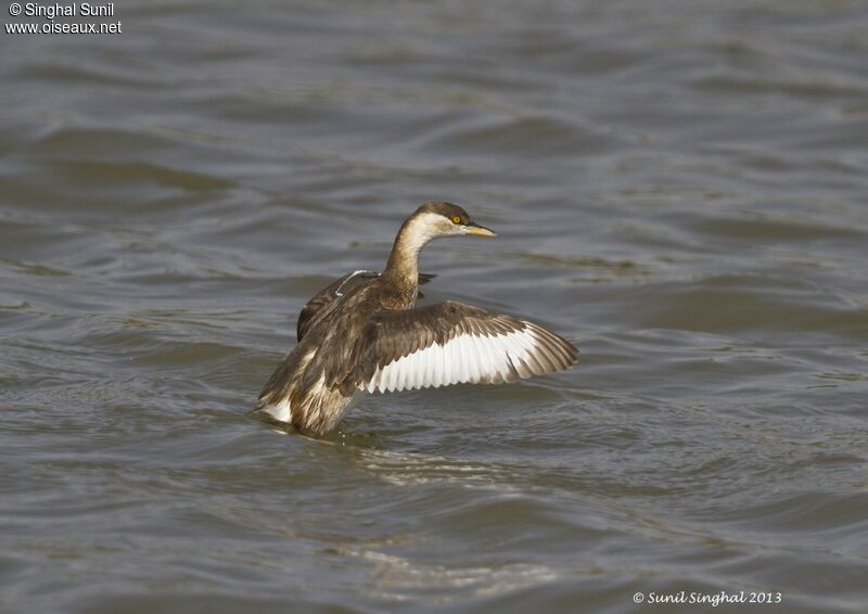 Little Grebeadult, identification, Behaviour