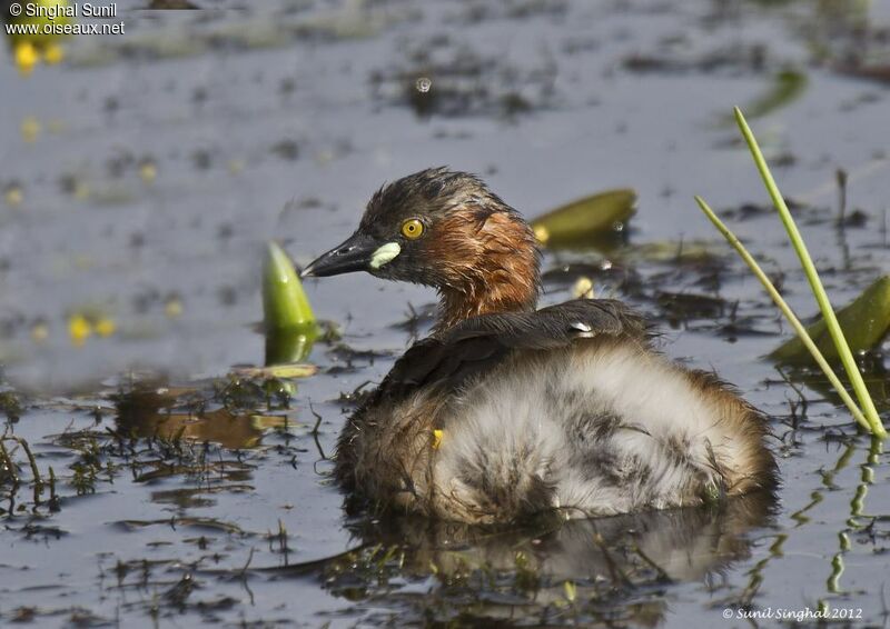 Little Grebe male adult, identification