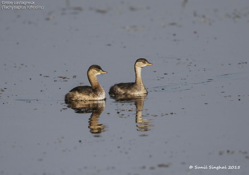 Little Grebe , identification