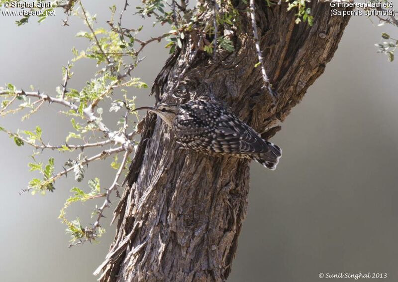 Indian Spotted Creeper