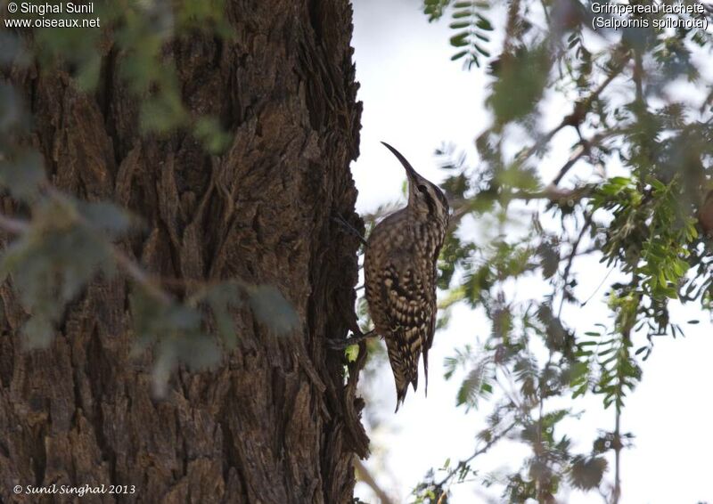 Indian Spotted Creeperadult, identification