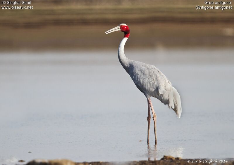 Sarus Craneadult, identification