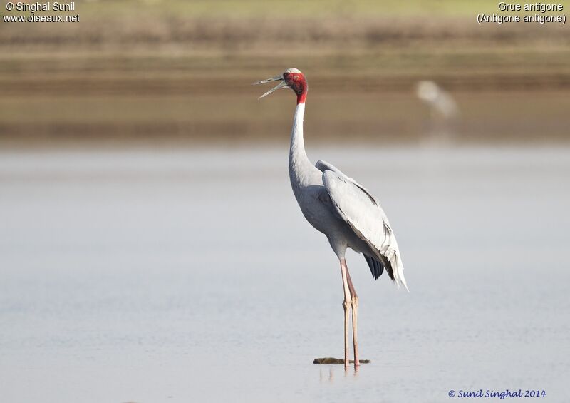 Sarus Craneadult, identification