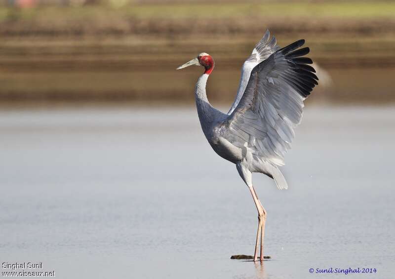 Sarus Craneadult, pigmentation, courting display