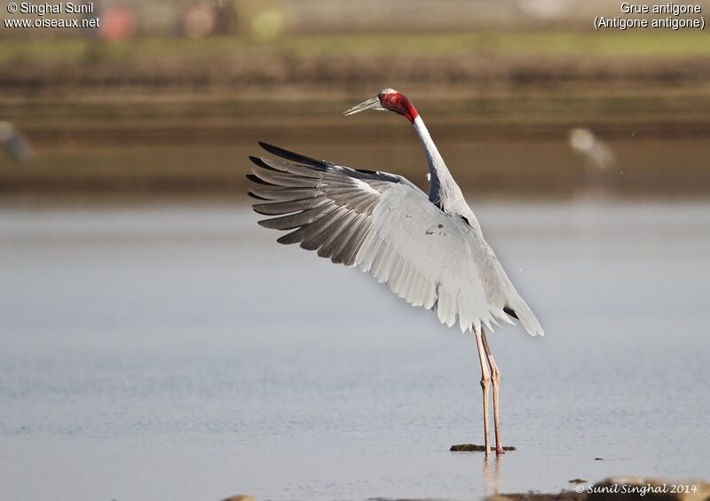 Sarus Craneadult, Flight