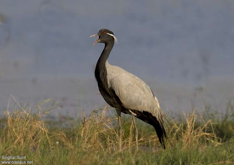 Grue demoiselleadulte, identification, chant, Comportement