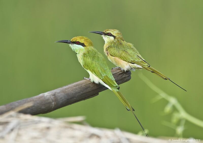 Asian Green Bee-eater