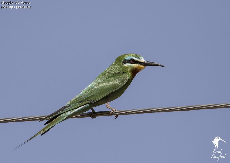 Guêpier de Perse, identification