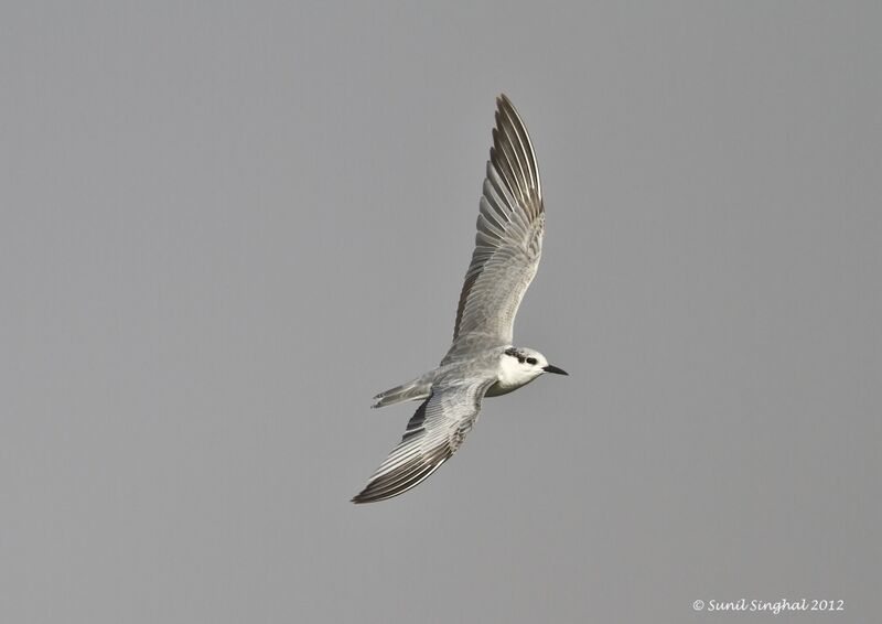 Whiskered Tern