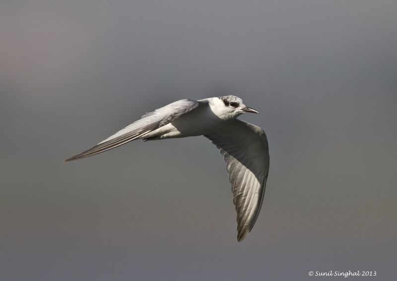 Whiskered Tern