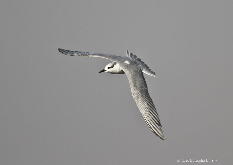 Whiskered Tern