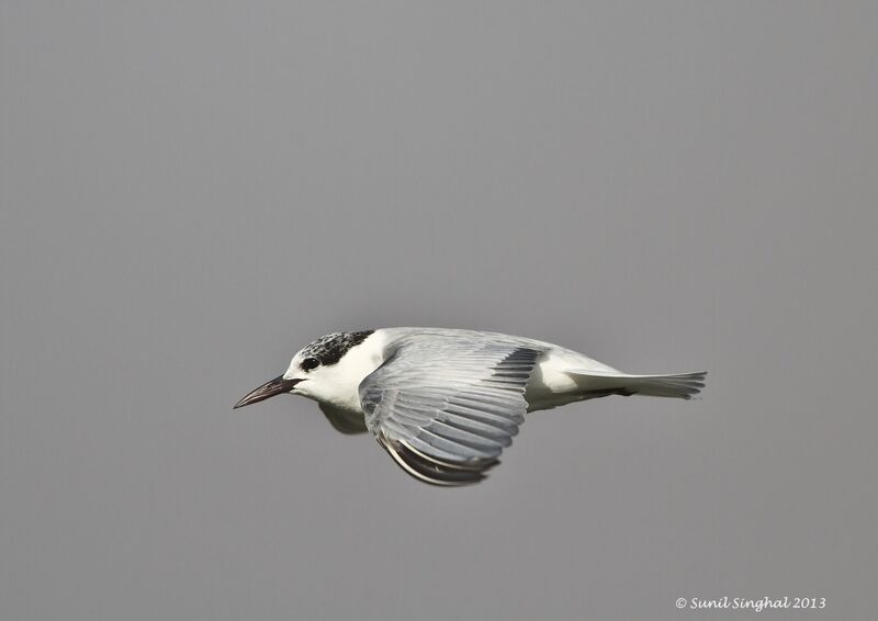 Whiskered Tern