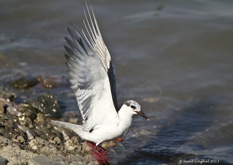 Whiskered Tern