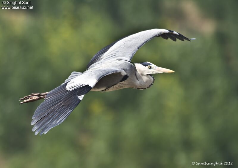 Grey Heronadult, Flight