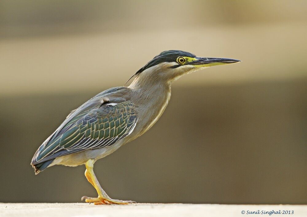 Little Heronadult, pigmentation