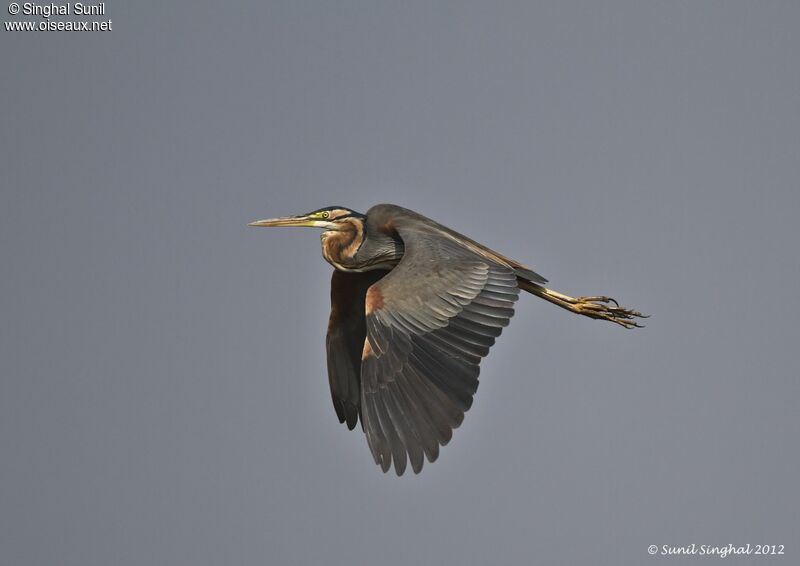 Purple Heron, Flight