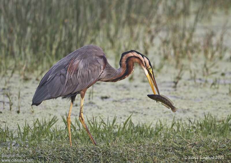 Purple Heronadult, feeding habits, fishing/hunting, Behaviour