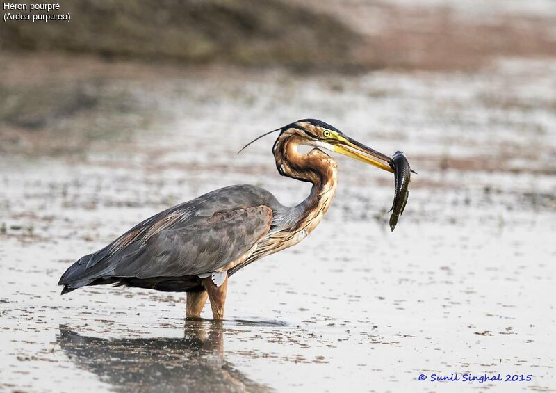 Purple Heronadult, identification, Behaviour