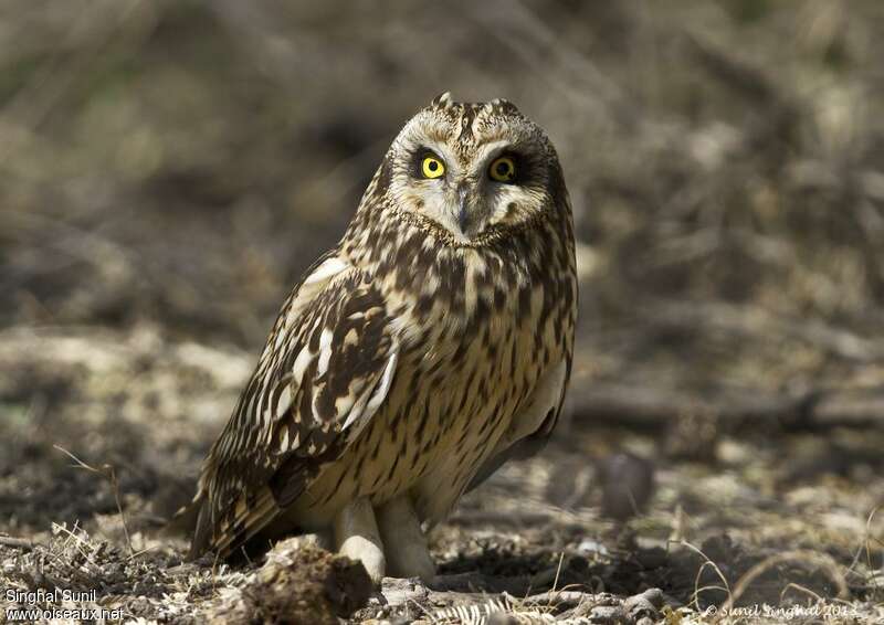 Hibou des maraisadulte, identification