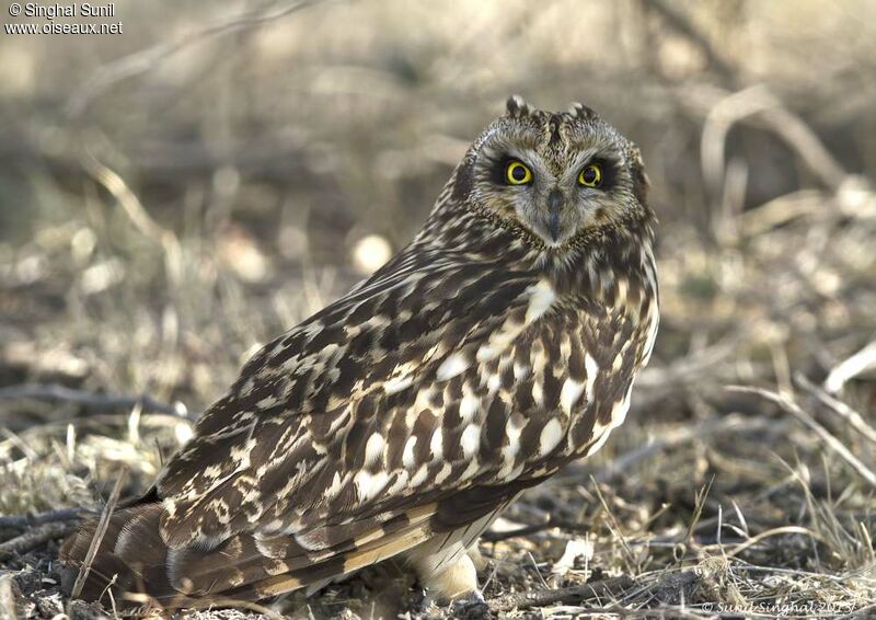 Hibou des maraisadulte, identification