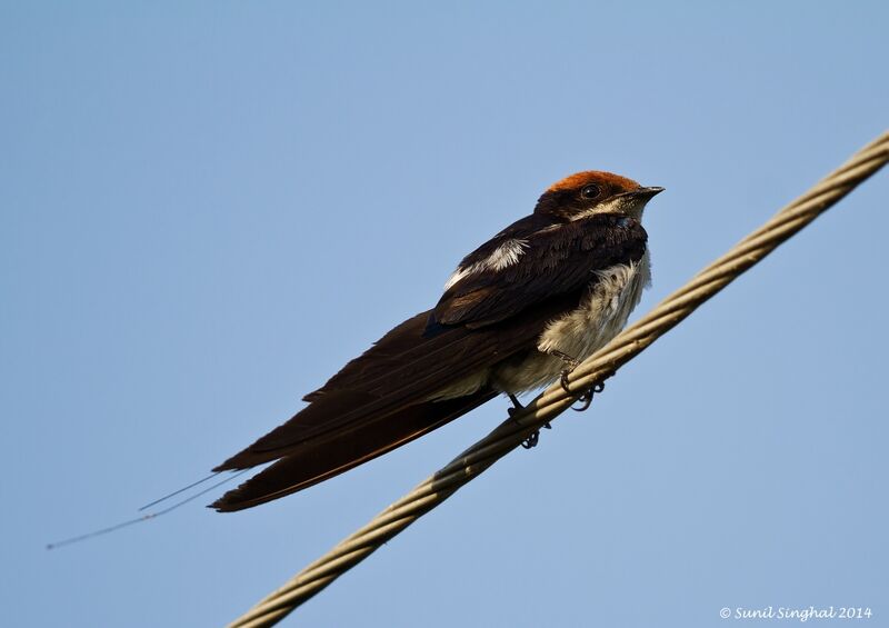 Wire-tailed Swallow male adult, identification