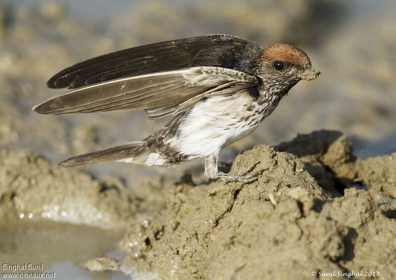 Hirondelle fluviatile, composition, pigmentation, Nidification