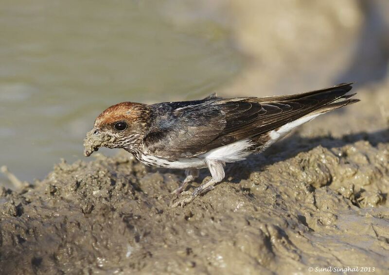 Hirondelle fluviatile