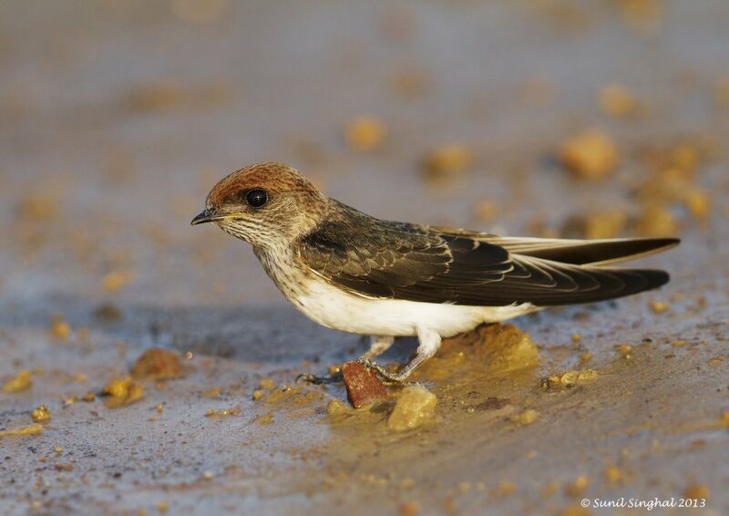 Hirondelle fluviatileadulte, identification