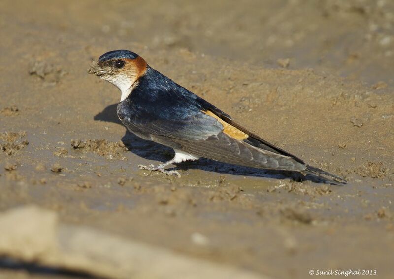 European Red-rumped Swallow