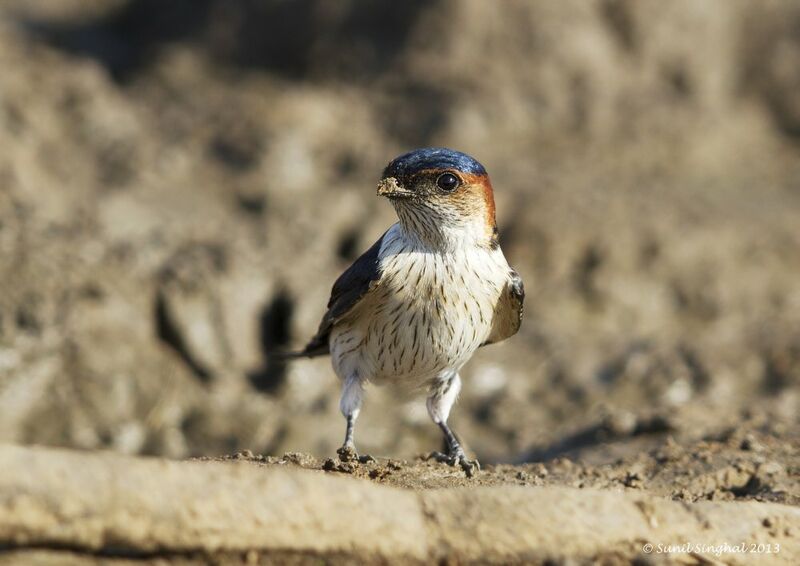 European Red-rumped Swallow