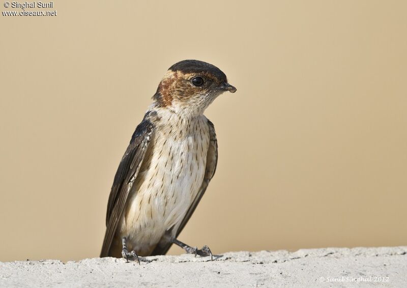 European Red-rumped Swallow, identification