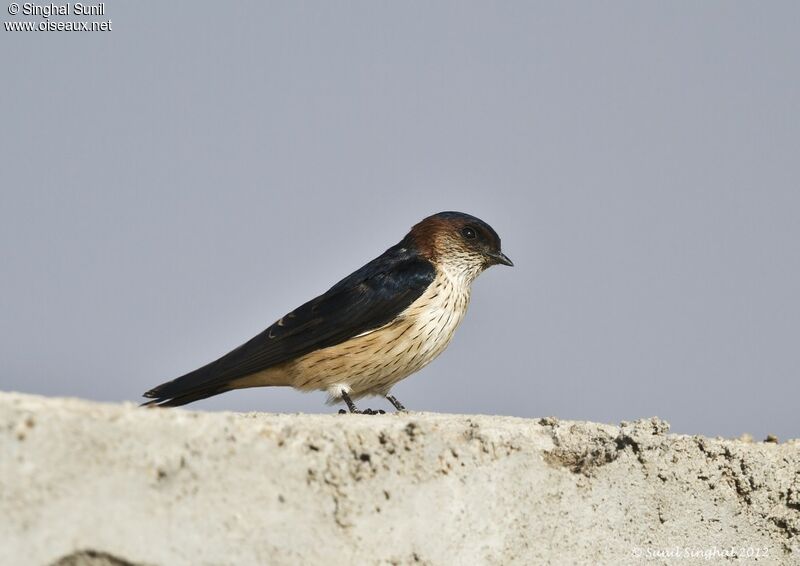 European Red-rumped Swallow, identification