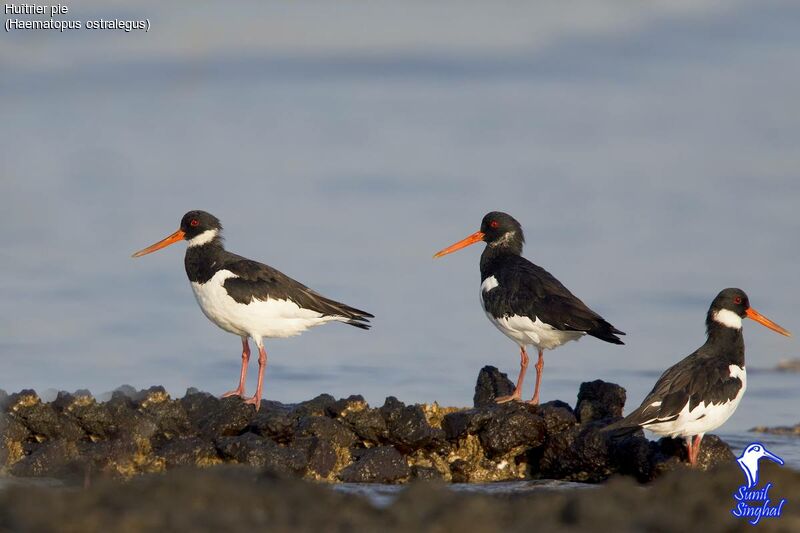 Eurasian Oystercatcher