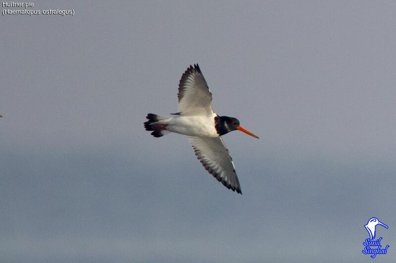 Eurasian Oystercatcher, Flight