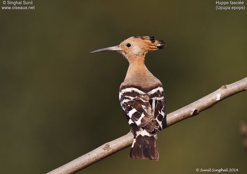 Eurasian Hoopoeadult, identification