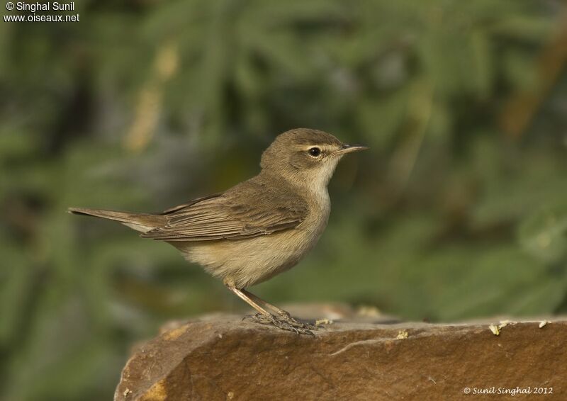 Booted Warbleradult, identification