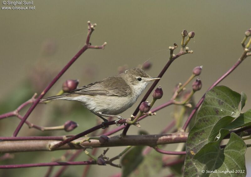 Sykes's Warbler